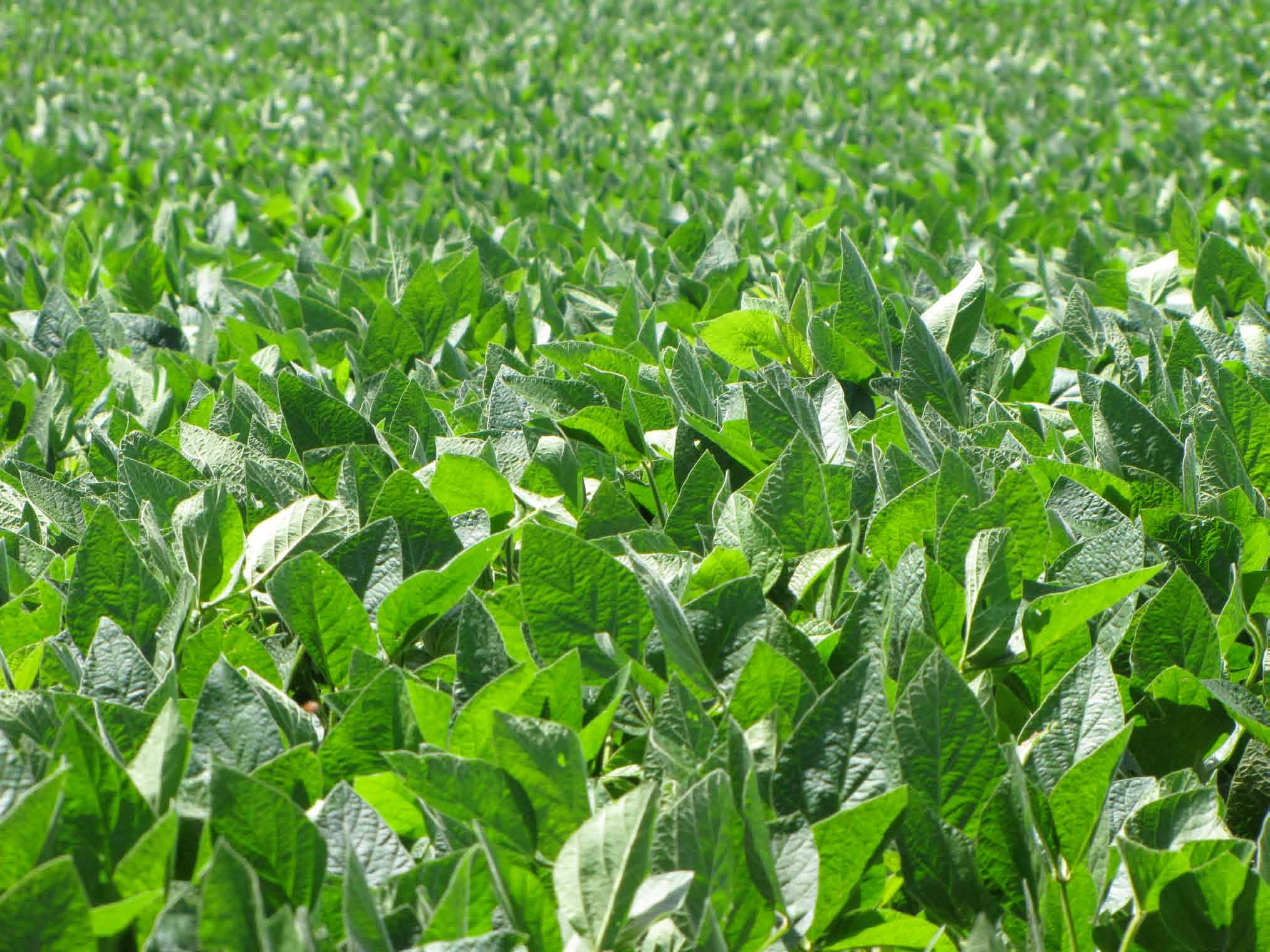 Campo de trigo dourado ao entardecer